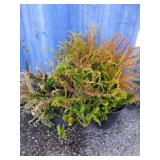 2 calluna vulgaris