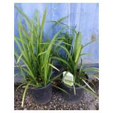 Two liriope big blue