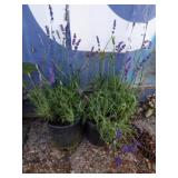 Two English lavender
