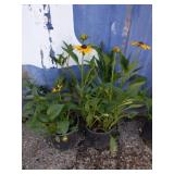 Two black-eyed Susan