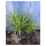 2 Miscanthus sinensis