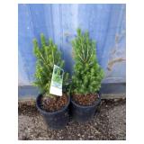 2 Dwarf Alberta Spruce