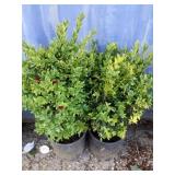 2 Julia Jane Boxwood