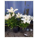2 Asiatic Lilies