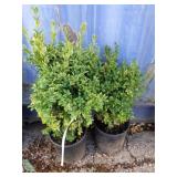 2 Julia Jane Boxwood