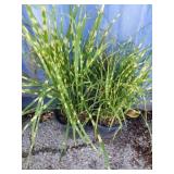 2 Miscanthus sinensis