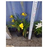 Two hemerocallis