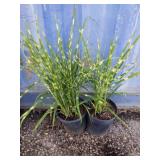 2 Miscanthus sinensis