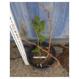 Encore raspberry 2ft