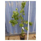 Chinese dogwood 6ft
