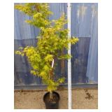 Coral bark Japanese maple 6 ft Plus