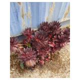 Lot of hens and chicks Dynamo
