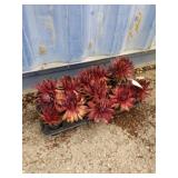 Flat of hens and chicks dynamo