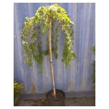 5' weeping cherry