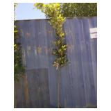 10'regal Prince oak