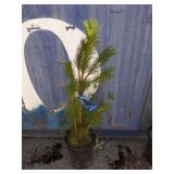 3' Austrian pine