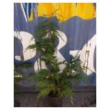 4' Leyland cypress