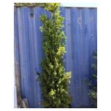 7' pine tree