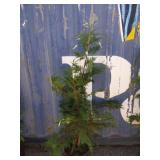 4' Leyland cypress