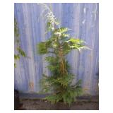 5' Leyland cypress