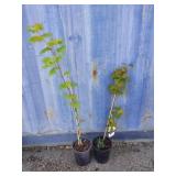 2 Vine maple