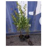 2 blueberry plants