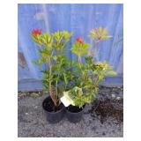 2 mountain fire-pieris