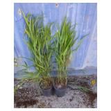2 Japanese Forest Grass