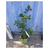 Oregon White oak