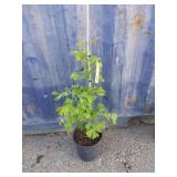 2' maidenhair tree