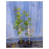 2 Vine maple