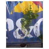 5' heritage birch