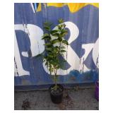 4' purple lilac