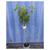 4' firelight hydrangea