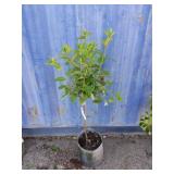3' little lime hydrangea