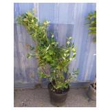 4' blueberry bush