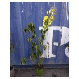 4' Chinese dogwood