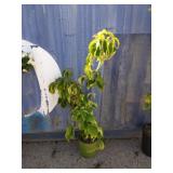 4' lilac bush