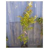 6' black tupelo sourgum