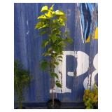 5'5 tulip tree