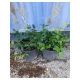 2 Hardy kiwi Vine