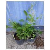 2 Hardy kiwi Vine