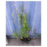 2 blueberry plants