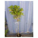 4' little lime punch hydrangea
