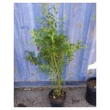 3' blueberry plant