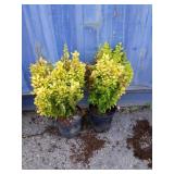 2 golden barberry