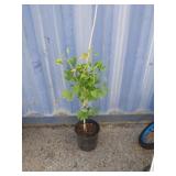 2'6 maidenhair tree