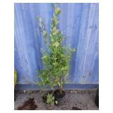 2 blueberry plants