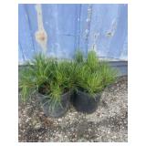 2 Dwarf Mugo Pine