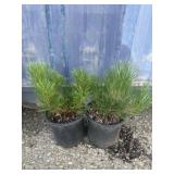 2 Dwarf Mugo Pine